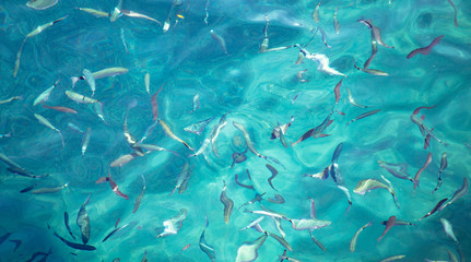 Fish in the blue water of the sea as a background