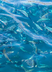 Fish in the blue water of the sea as a background