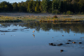 Heron and mallards in a pond an misty morning in Stockholm