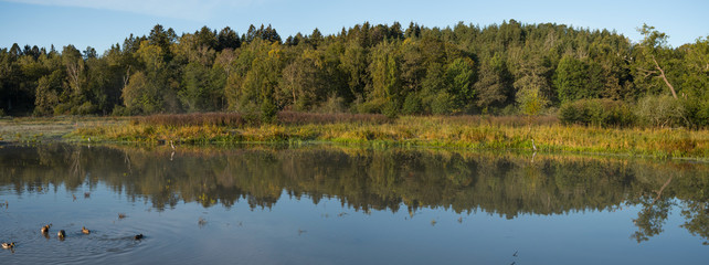 Fototapeta na wymiar Heron and mallards in a pond an misty morning in Stockholm