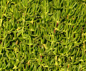 Green grassy plant on nature as a background