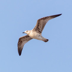 Seagull in flight against the blue sky