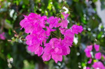 Beautiful pink flowers in nature
