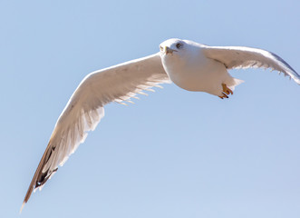 Seagull in flight against the blue sky