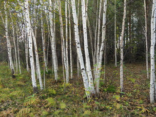 autumn forest in bright sunny weather
