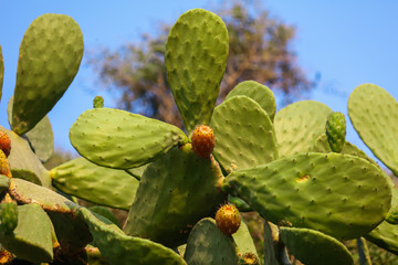 Fruits on a cactus in nature