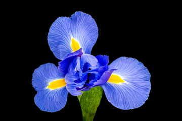 Single Blue Iris Flower Isolated on Black background