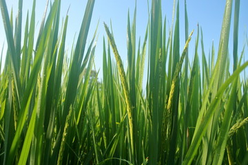 Close up of green paddy rice