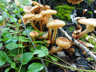 mushrooms in the autumn forest on a Sunny day