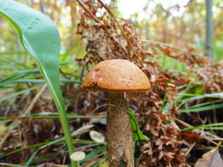 Boletus edulis in the autumn forest on a sunny day