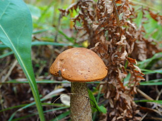 Boletus edulis in the autumn forest on a sunny day