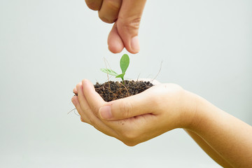 Two children's hands, learning to plant trees back to nature. With the teaching of his father, a white background.