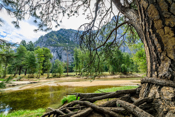 Fototapeta na wymiar The huge trunk of a pine tree with twisted roots on the right and bottom with branches obscuring some of the view across the Merced river in Yosemite National Park