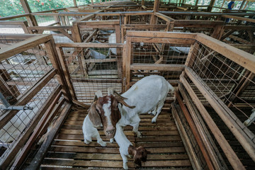 The Boer goats were kept in a clean cage goat at the Boden goat farm in Serting, Negeri Sembilan. 