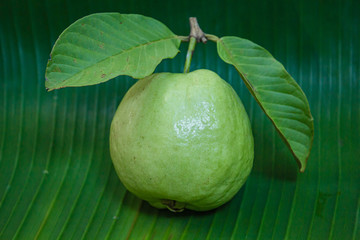 Fresh guava fruit.