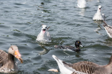 Seagull flying & swimming lake with seagalls and white birds flying over above the water