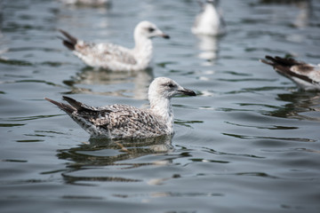Seagull flying & swimming lake with seagalls and white birds flying over above the water