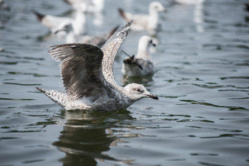 Seagull flying & swimming lake with seagalls and white birds flying over above the water