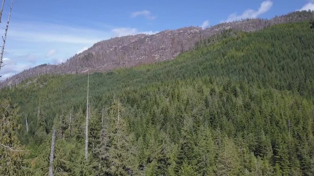 slow flight past an dead mountain tree top
