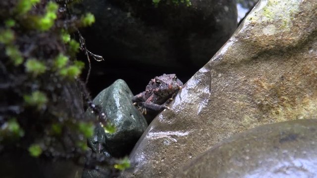 A tiny frog sits contentedly on wet river rocks