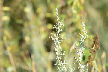 Fototapeta na wymiar Wormwood grass on the field on a sunny summer day close-up
