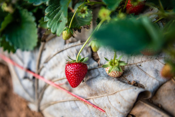 sweet fresh outdoor red strawberry, growing outside in soil, rows with ripe tasty strawberries
