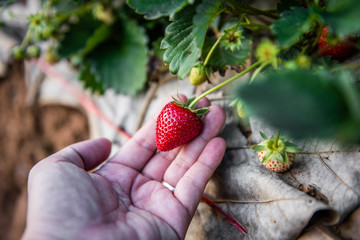 sweet fresh outdoor red strawberry, growing outside in soil, rows with ripe tasty strawberries
