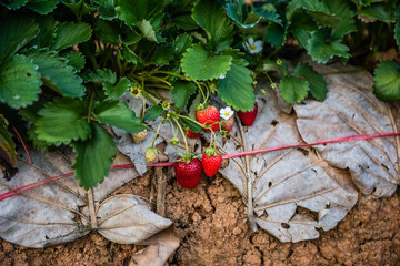 sweet fresh outdoor red strawberry, growing outside in soil, rows with ripe tasty strawberries