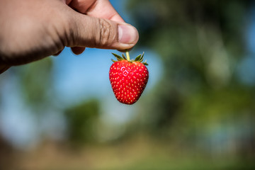 sweet fresh outdoor red strawberry, growing outside in soil, rows with ripe tasty strawberries
