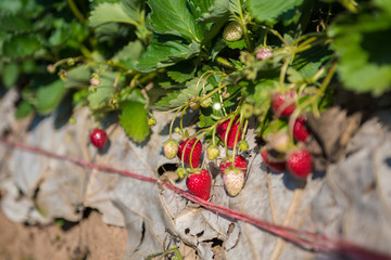 sweet fresh outdoor red strawberry, growing outside in soil, rows with ripe tasty strawberries