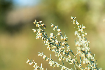 Wormwood grass on the field on a sunny summer day close-up