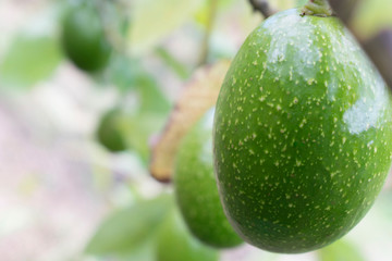 Bunch of fresh avocados ripening on an avocado tree branch in sunny garden