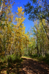 Obraz premium Autumn in the Park