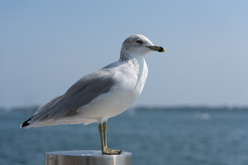 close-up of a seagull at the beach
