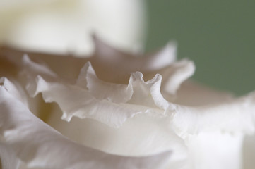 Eustoma flower fragment macro