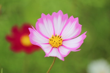 Obraz premium コスモス