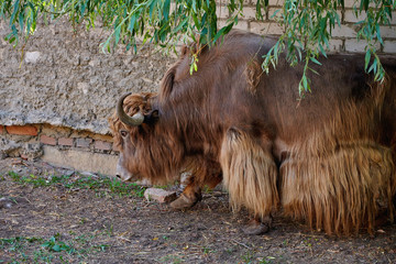 A large brown yak walks along a brick wall. Wild animal in the farm. Portrait of a yak close-up.