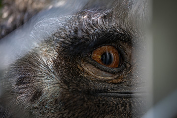 Macro shot of an emu's eye