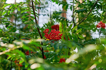 Beautiful rowan branch with red berries in the forest. Natural rowan berries