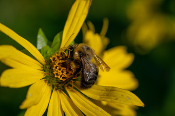 bee on a flower