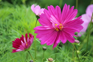 Fototapeta premium コスモス