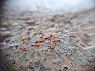 ants running with food