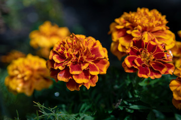 red and yellow flower in the garden