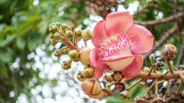 Shorea robusta or Cannonball flower in a garden.