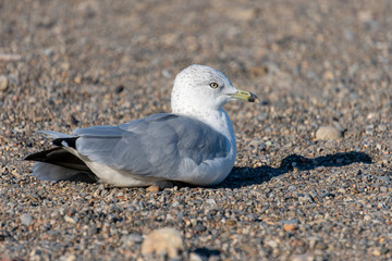 seagull sitting on the beach