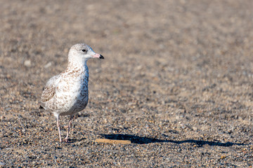 seagull on the beach