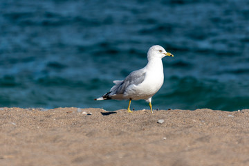 Fototapeta na wymiar seagull walking on the beach