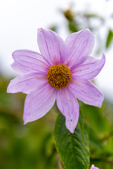 Obraz premium pink flower in the field