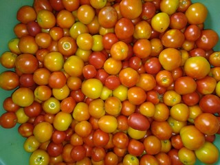 bunch of beautiful tomato