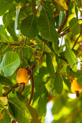Cashew fruit hanging on a tree in Jericoacoara, Brazil
